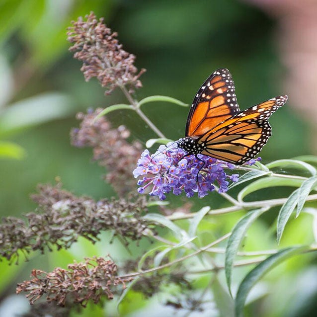 Hummingbirds and Butterflies Abound at Biltmore - Biltmore