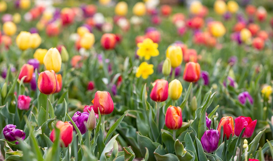 Tulips in Biltmore's Walled Garden: A Brief History - Biltmore