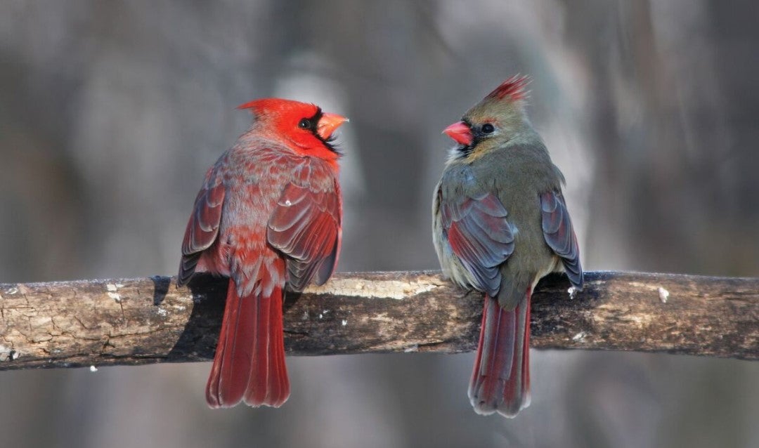 A pair of male and female Northern Cardinals on a branch.