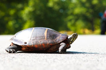 Naturalist Talks - Biltmore