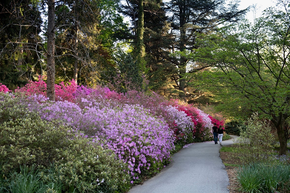 Savor spring with the Biltmore Blooms Frosted Wine Glass