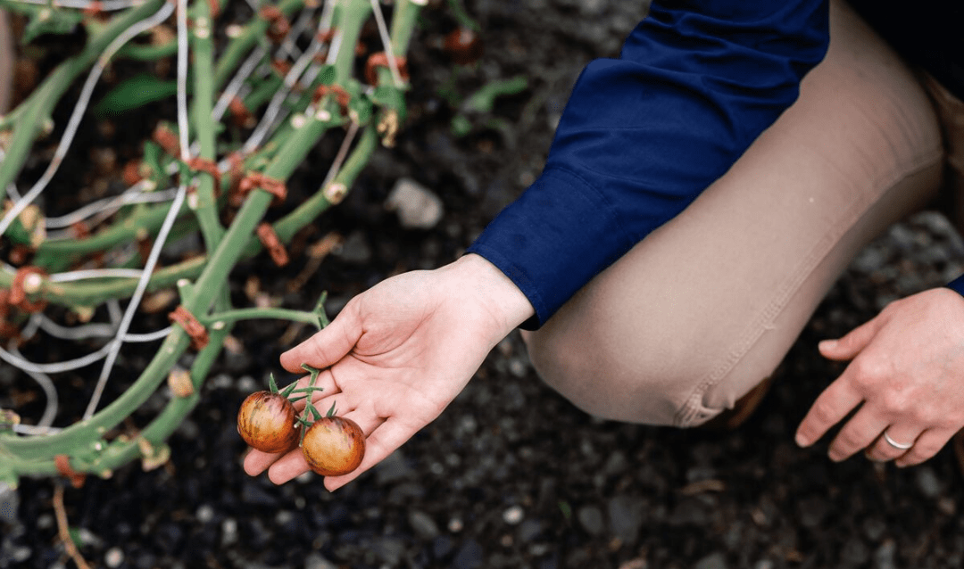 Tomato Plants at Biltmore