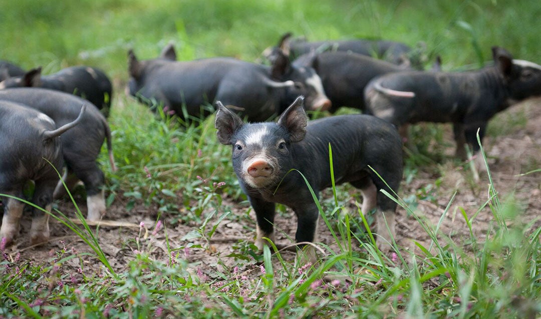 Berkshire hogs at Biltmore