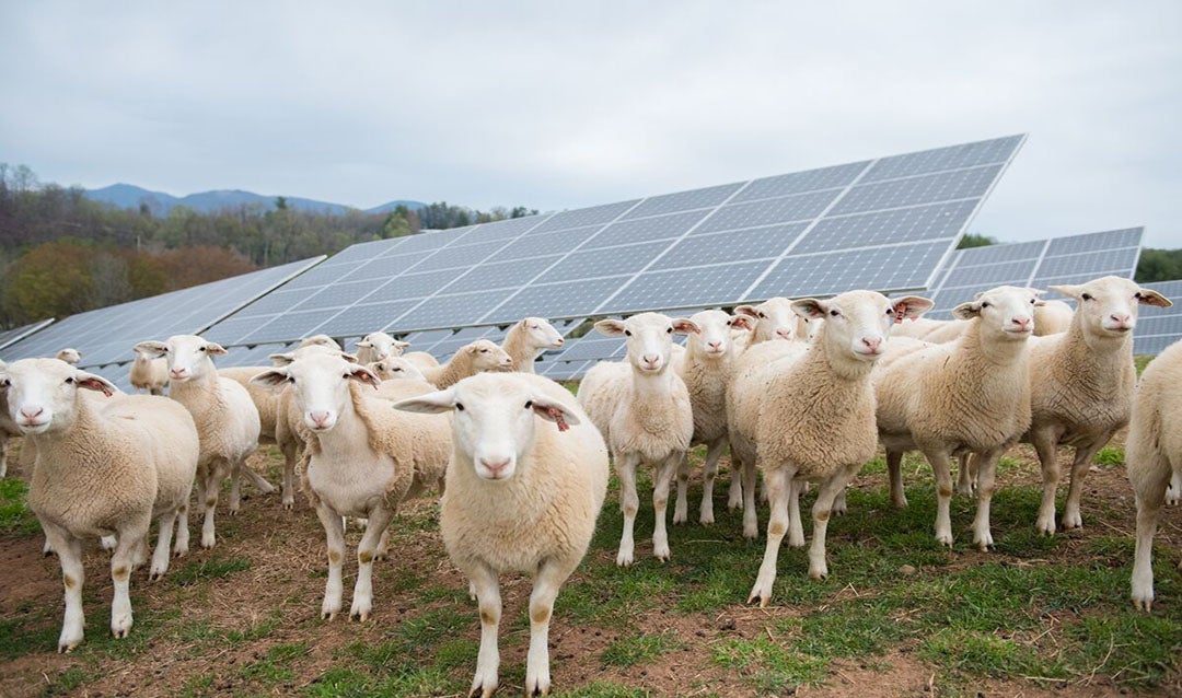 Sheep near Biltmore Solar Panels