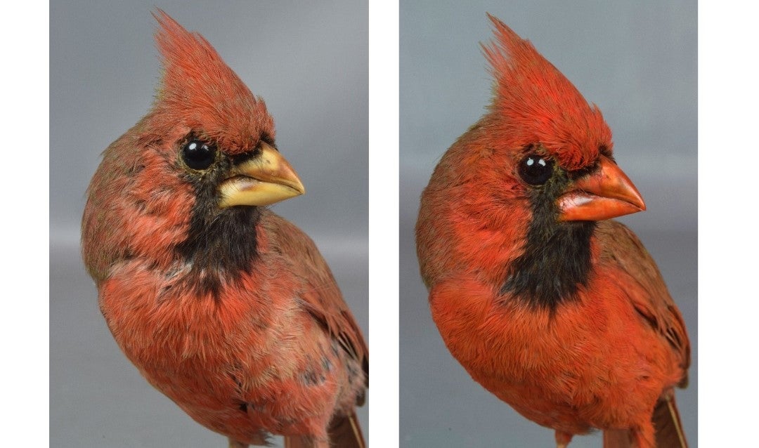 Taxidermied Northern male Cardinal before and after restoration.