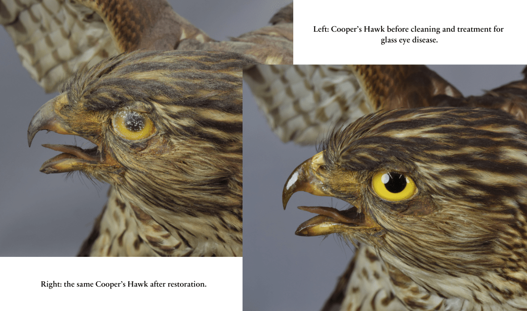 Cooper's Hawk before and after cleaning.