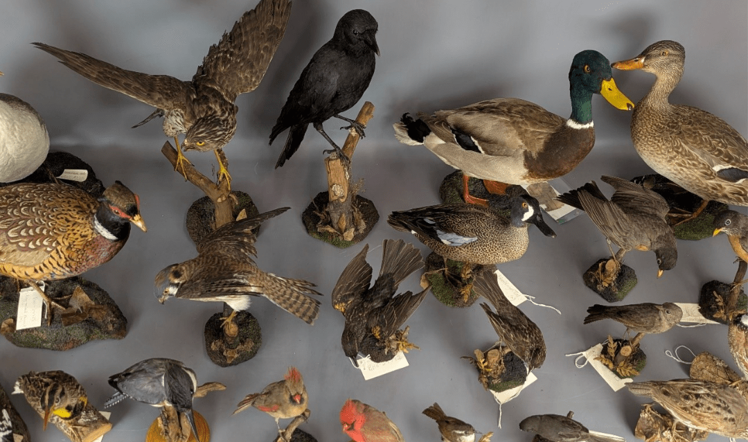 Examples of birds preserved via taxidermy in Biltmore's collection.