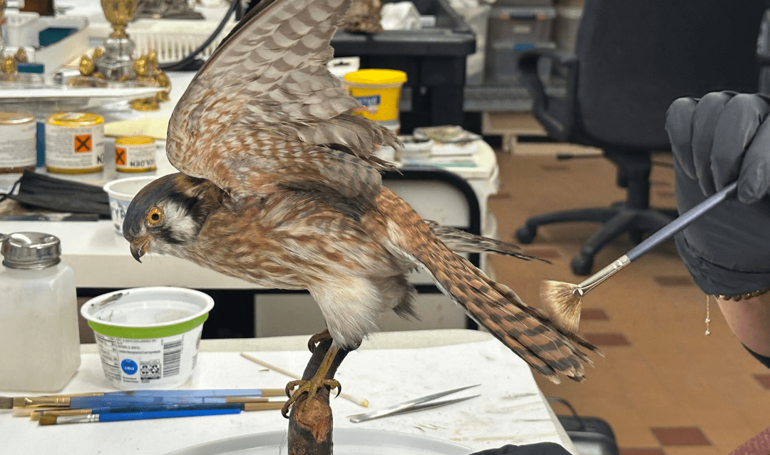 Conservator smooths the feathers of a taxidermied kestrel with a fan brush.