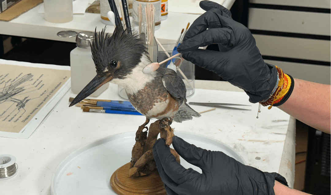 Cleaning the white markings of a juvenile female kingfisher in Biltmore's collection.