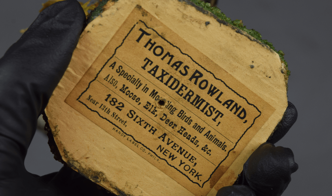 Label showing information for Thomas Rowland, Taxidermist.