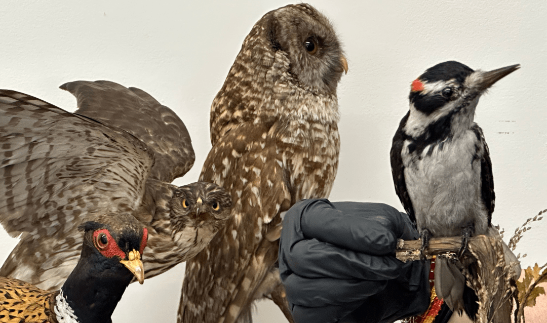 Pheasant, Cooper's Hawk, owl, and woodpecker preserved through taxidermy.