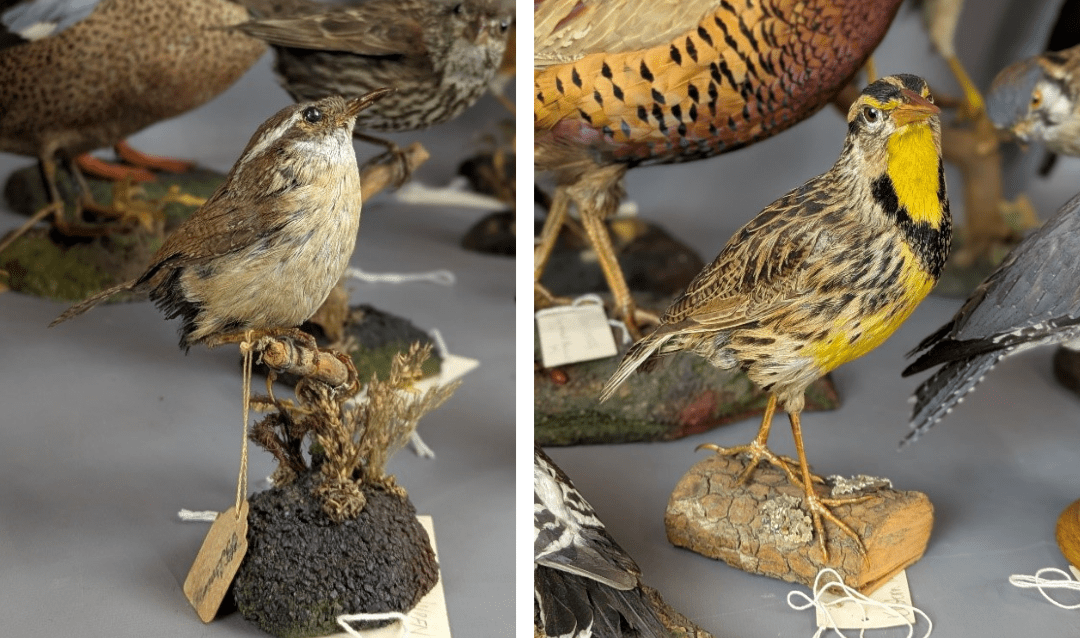 Carolina Wren and Eastern Meadowlark preserved through taxidermy.