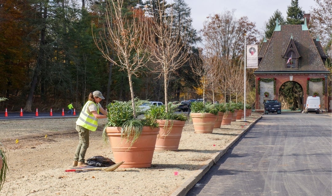 Main entry way lined with decorative trees and Lodge Gate decorated for Christmas as Biltmore recovers from Helene.