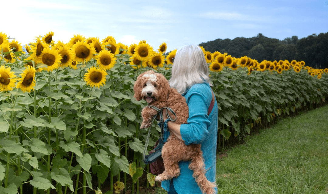 Woman holding a dog in front of sunflowers.