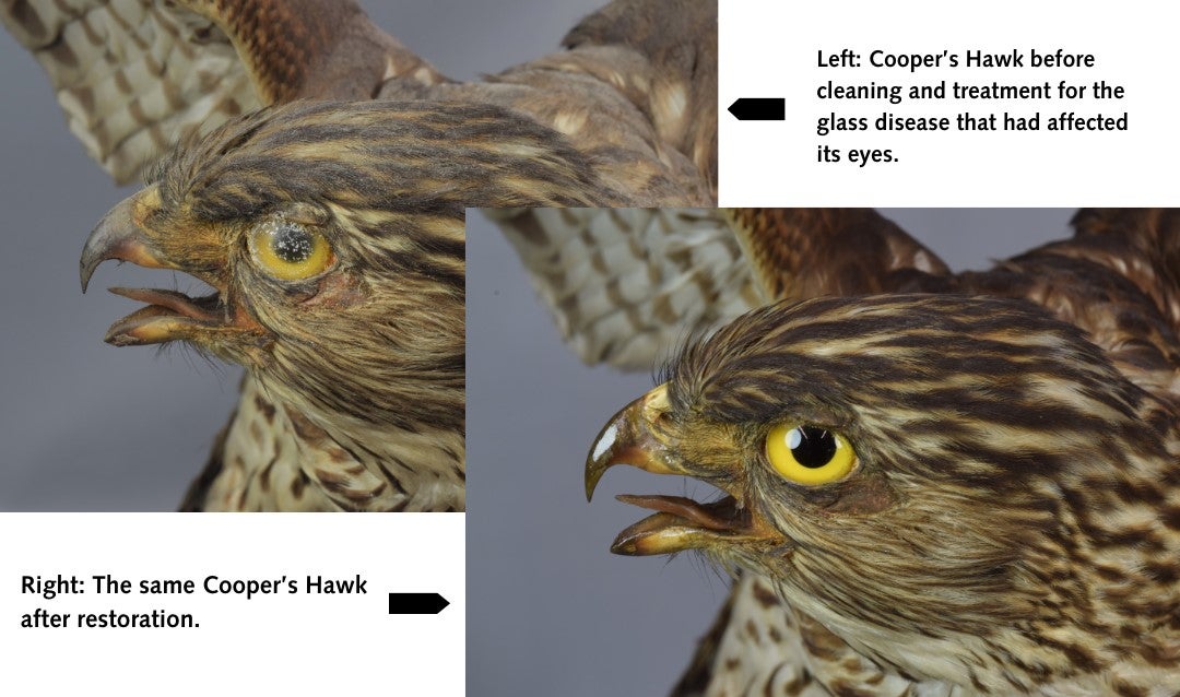 Taxidermied Cooper's Hawk before and after cleaning.